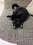Ziggy (2)
